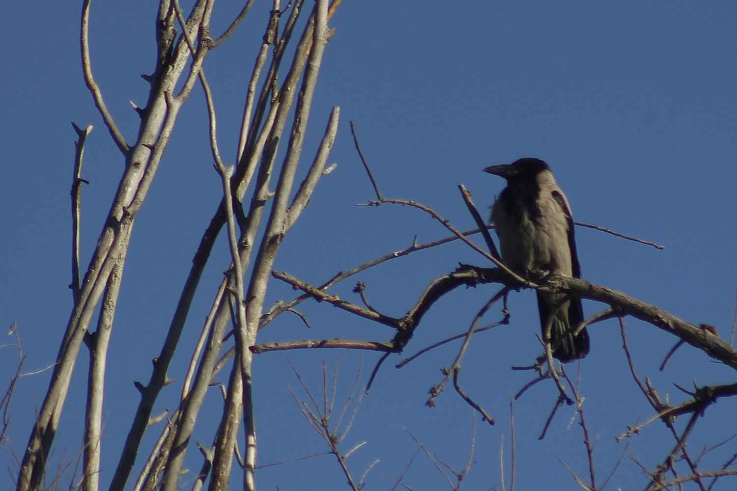Hooded Crow